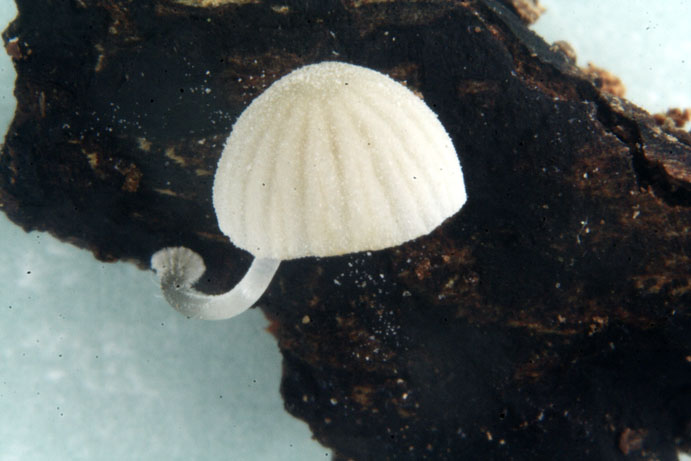 Mycena adscendens